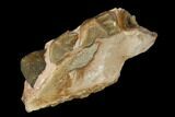 Oreodont (Merycoidodon) Jaw Section - South Dakota #140903-1